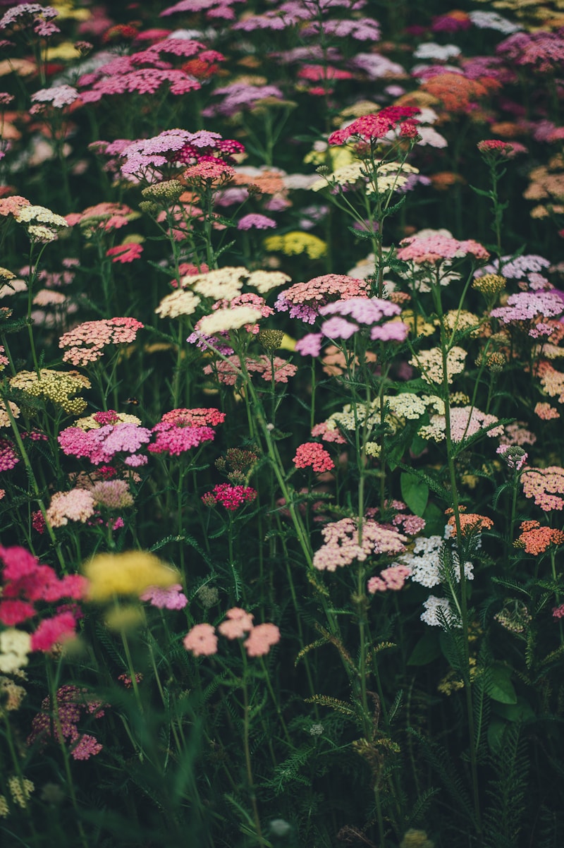 Wildflower Bouquets: Nature's Delight in Every Arrangement