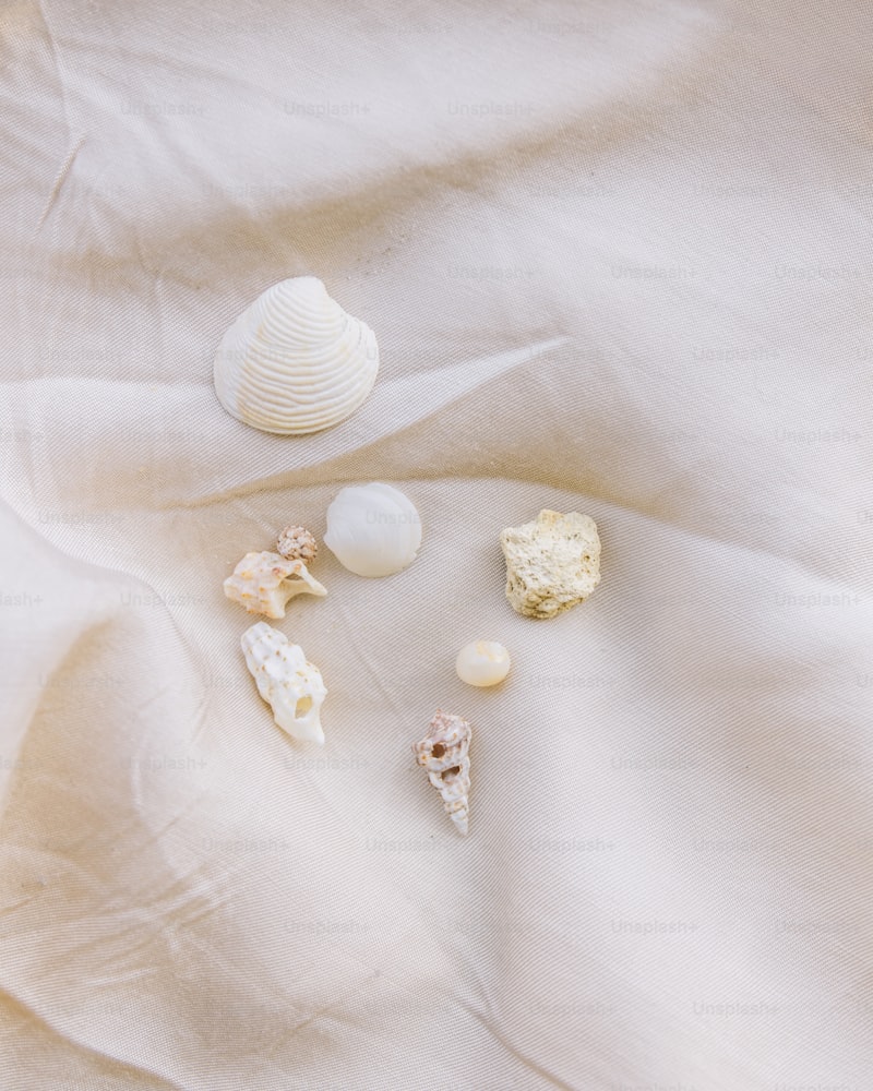 Seashell Wedding Favors: The Unique Touch Your Beach Wedding Needs