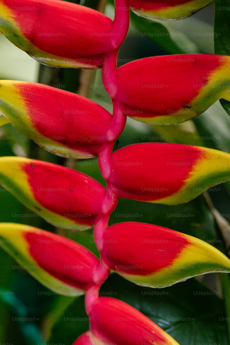 Tropical Floral Arrangements for Weddings: Infusing Exotic Elegance into Your Big Day