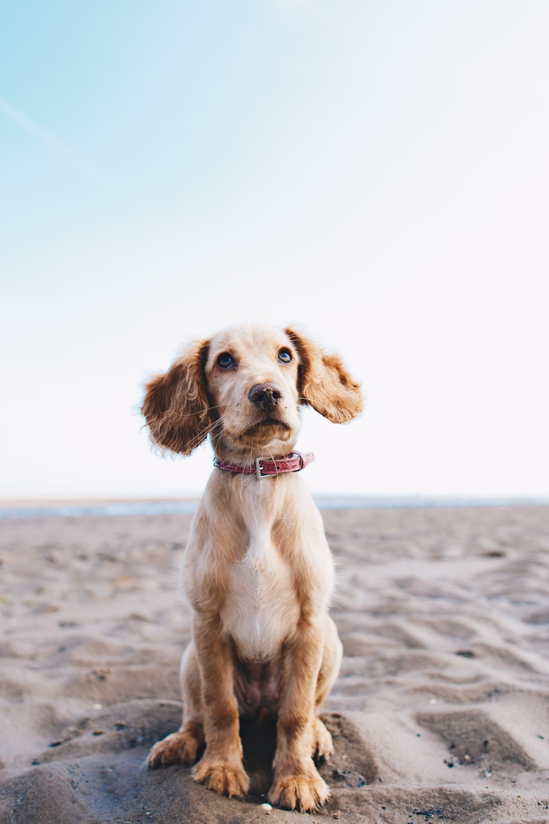 Dog Bandanas for Weddings: Including Your Furry Friend in the Celebration