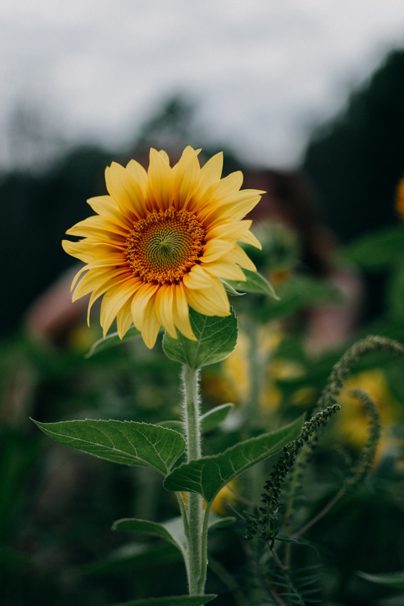 The Art of Lush Floral Arrangements: Elevate Your Space with Nature's Beauty