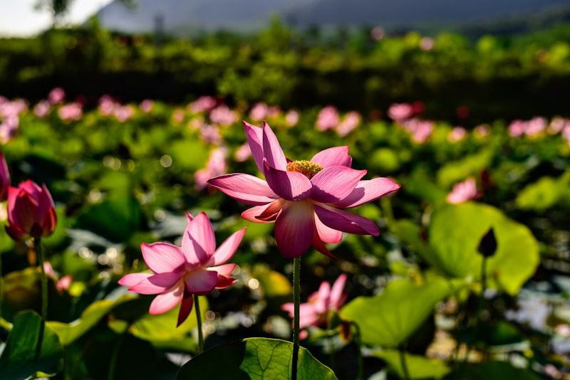 Lush Greenery and Vibrant Blooms: An Exploration of Nature's Palette