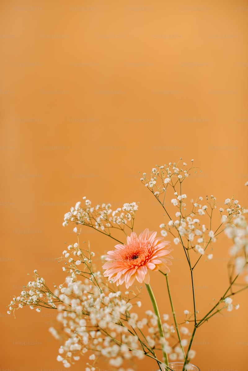 Essential Floral Photography Tips for Capturing Stunning Flower Images