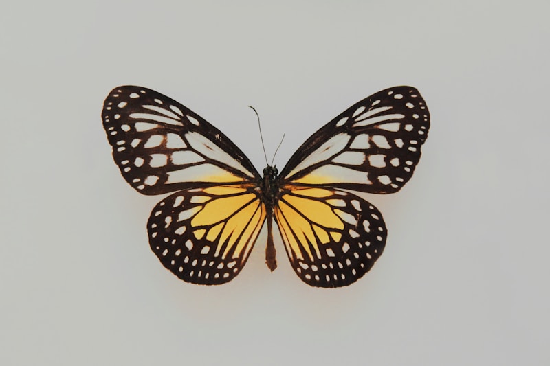 Embrace Your Style with Whimsical Butterfly Hair Decorations