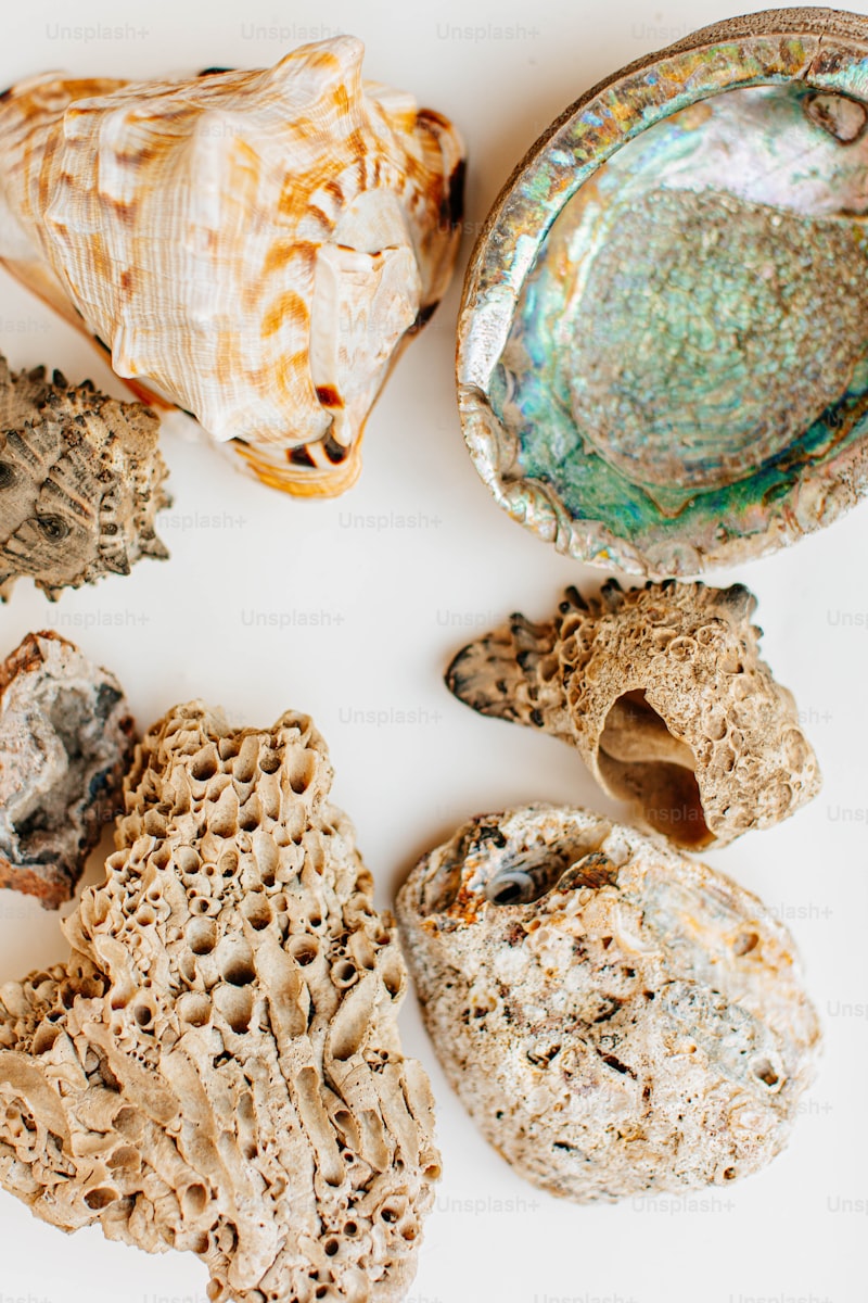 Creating Stunning Seashell and Driftwood Centerpieces for Your Home Decor