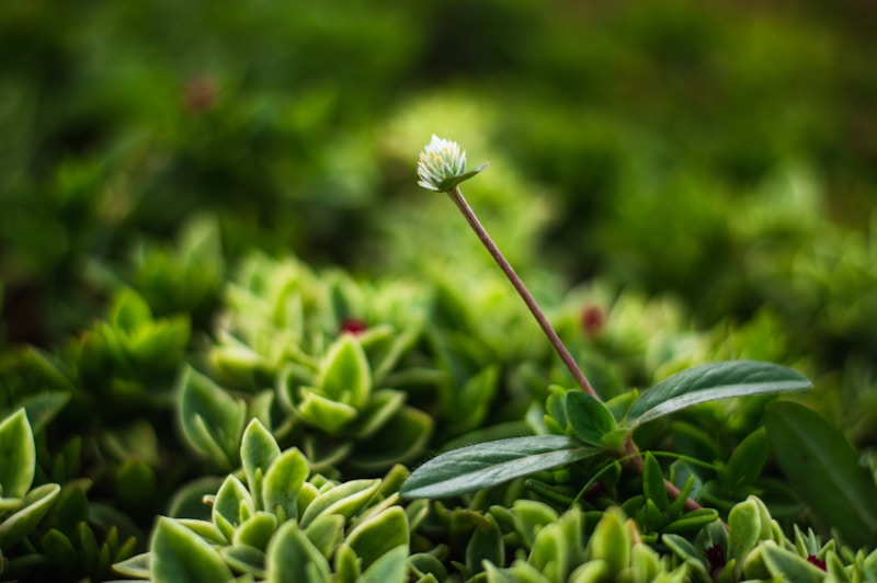 Sustainable Flower Sourcing: A Comprehensive Guide to Eco-Friendly Floriculture