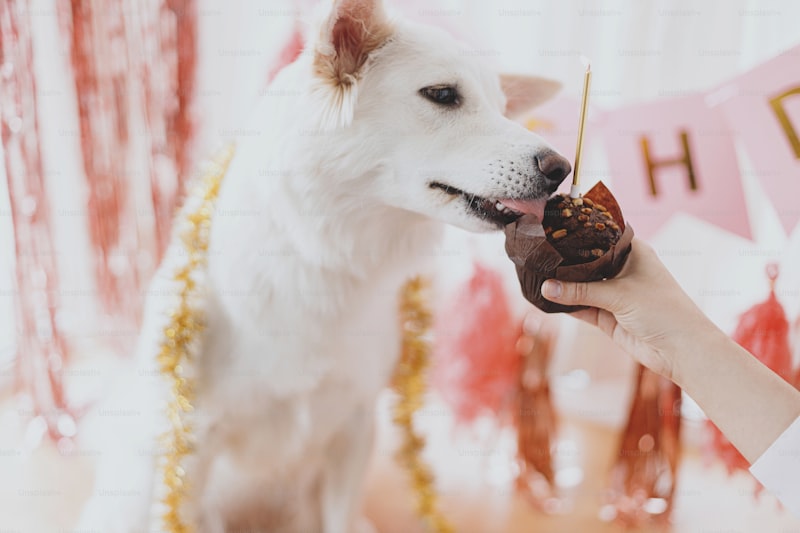 The Ultimate Guide to Choosing the Perfect Dog Wedding Bandana