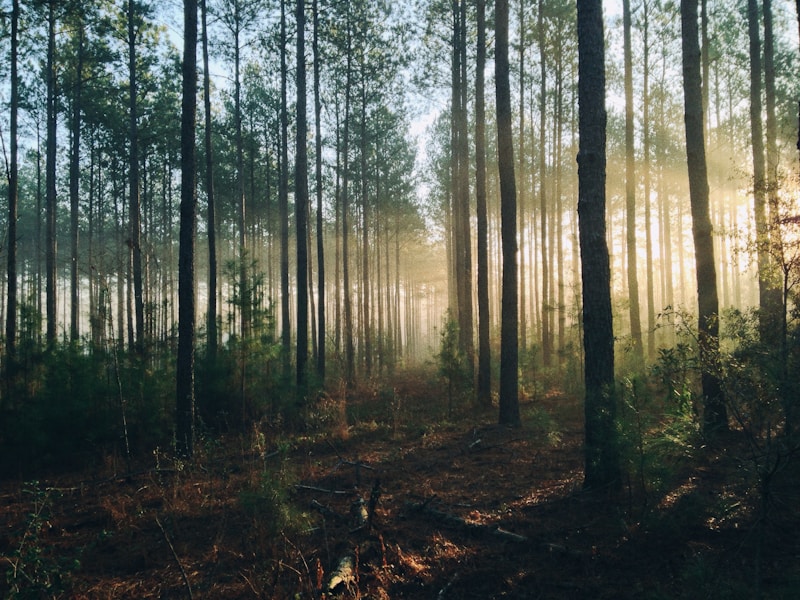 A Guide to Choosing the Perfect Forest Wedding Band: Create Your Dream Outdoor Ceremony