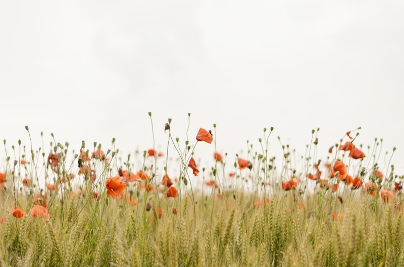 Embrace the Beauty of Nature-Inspired Wedding Favors for Your Special Day