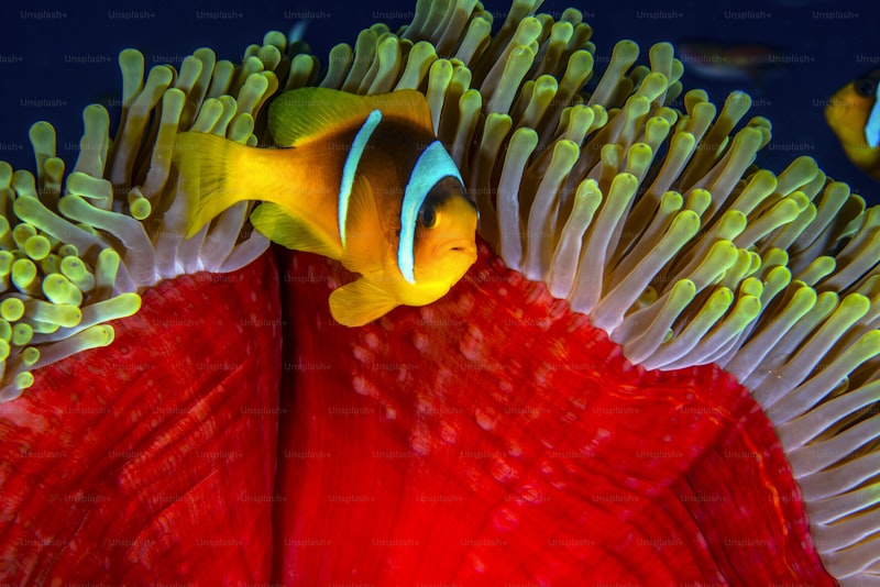 Exploring Coral Reef Color Palettes: A Dive into Nature's Vibrant Hues