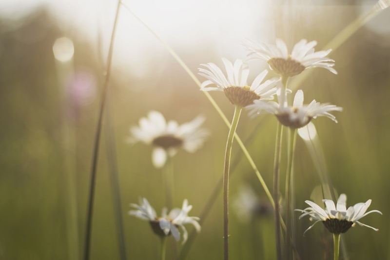 The Ultimate Guide to Choosing the Perfect Daisy Wedding Dress