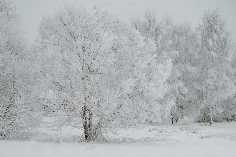 The Allure of Snow-Covered Backdrops: Transforming Your Photography and Travel Experiences