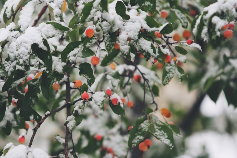 Embracing the Magic of Wintry Evening Celebrations