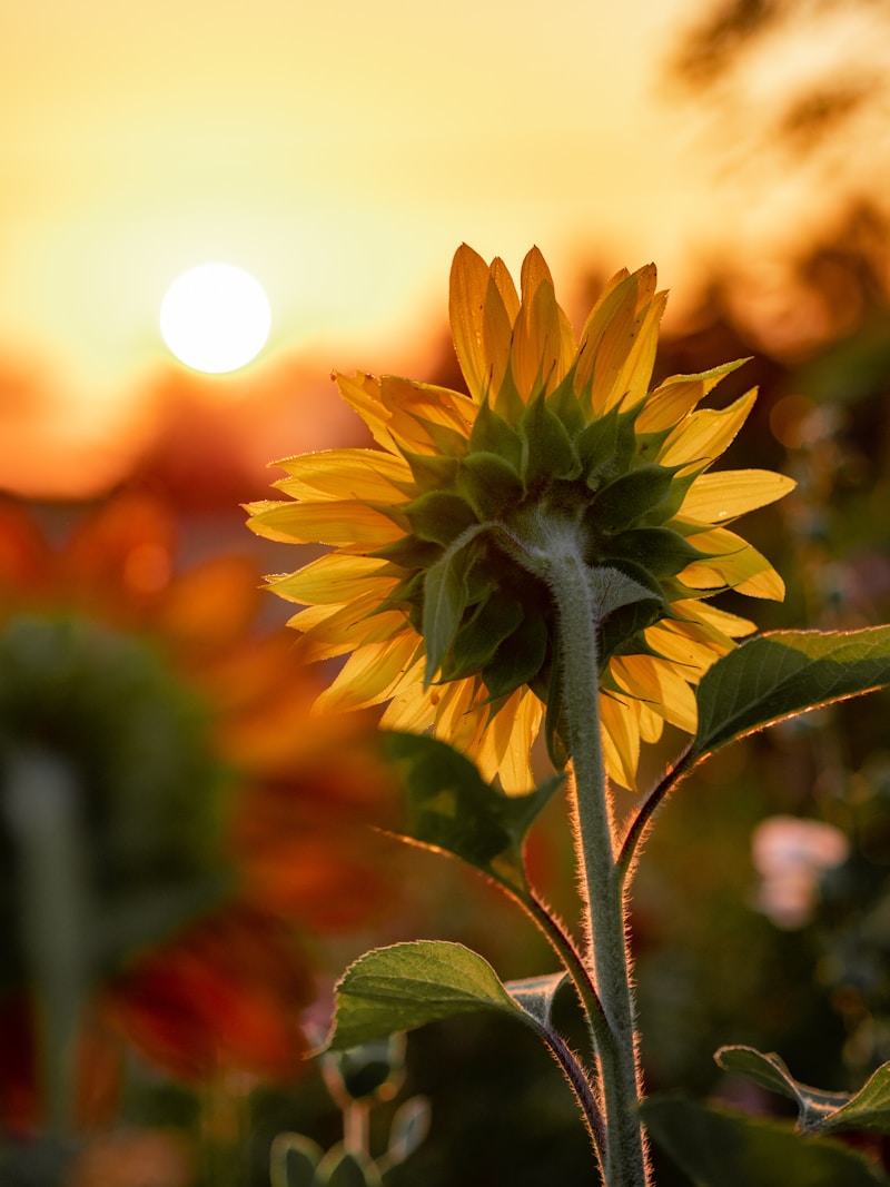 The Allure of Sunflower Wedding Rings: A Radiant Symbol of Love