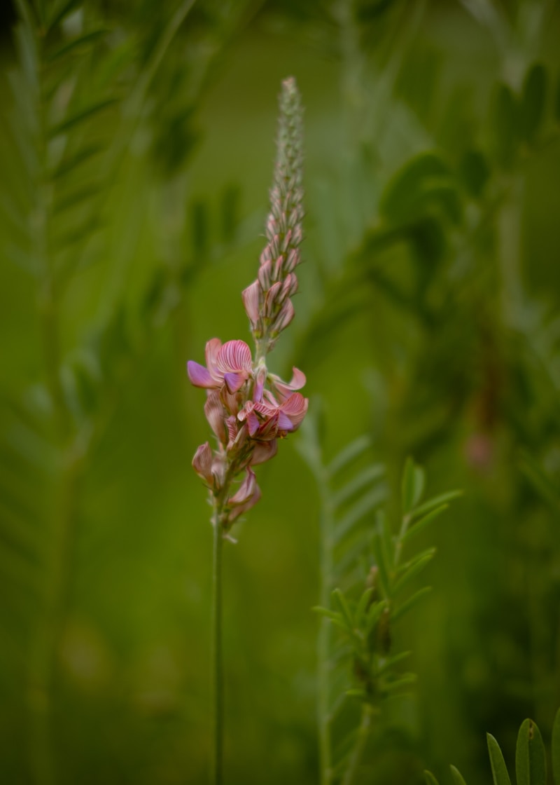 Discover the Enchantment of Fantasy Flora: Unusual Floral Choices