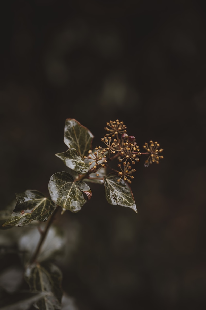 Capturing Beauty: The Art of Floral Arrangements in Photographs