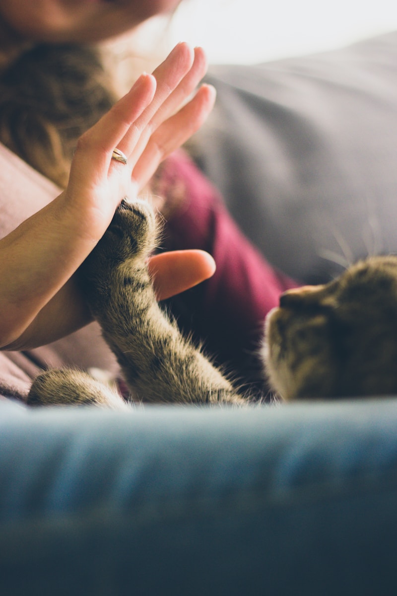 Creative Pet-Friendly Elopement Ideas for Animal Lovers