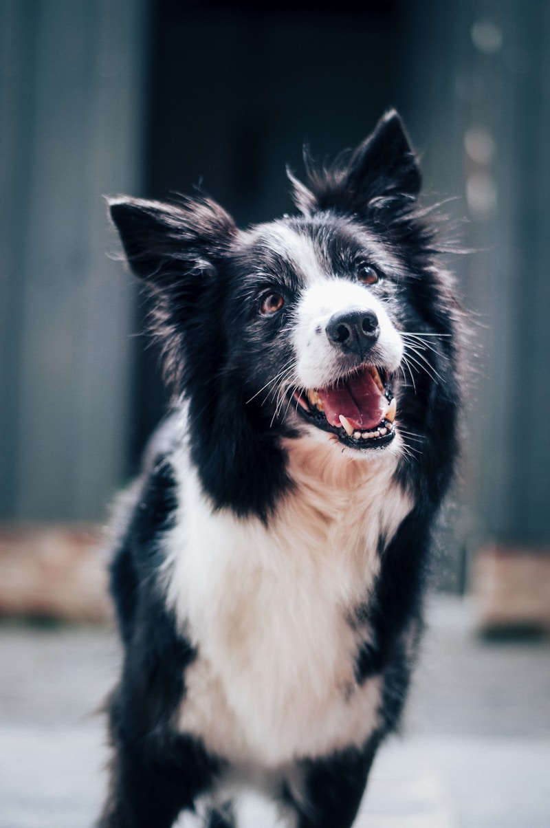 The Ultimate Guide to Dog Wedding Harnesses: Make Your Pup's Big Day Special