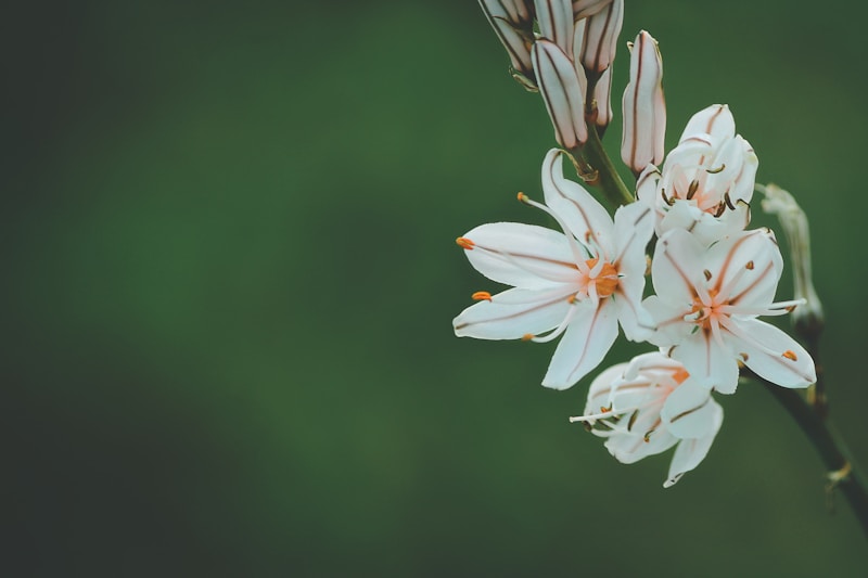 Seasonal Flower Choices for Bridal Crowns: A Comprehensive Guide