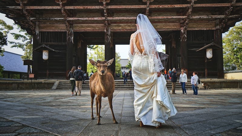 Unveiling the Cost of a Pnina Tornai Wedding Dress: What You Need to Know