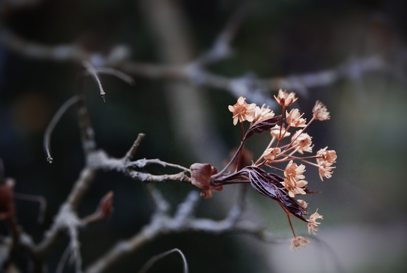 Unveiling the Beauty of Delicate Tulle Arrangements: A Complete Guide