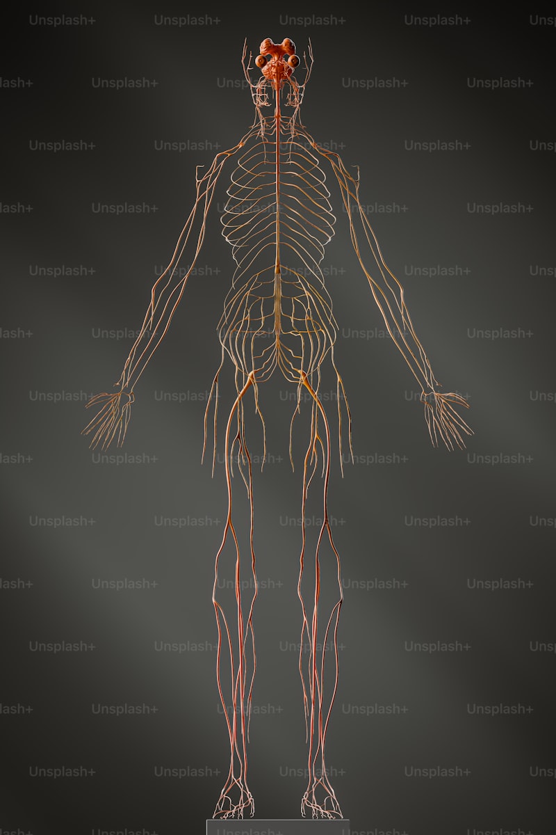 Understanding Body Proportions: The Key to Achieving Balance in Art and Design