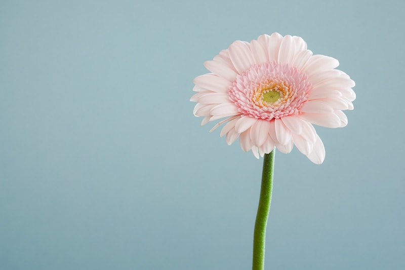 Exploring the Significance of Flowers Used in Indian Weddings